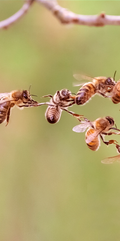 Bienen halten sich aneinander fest